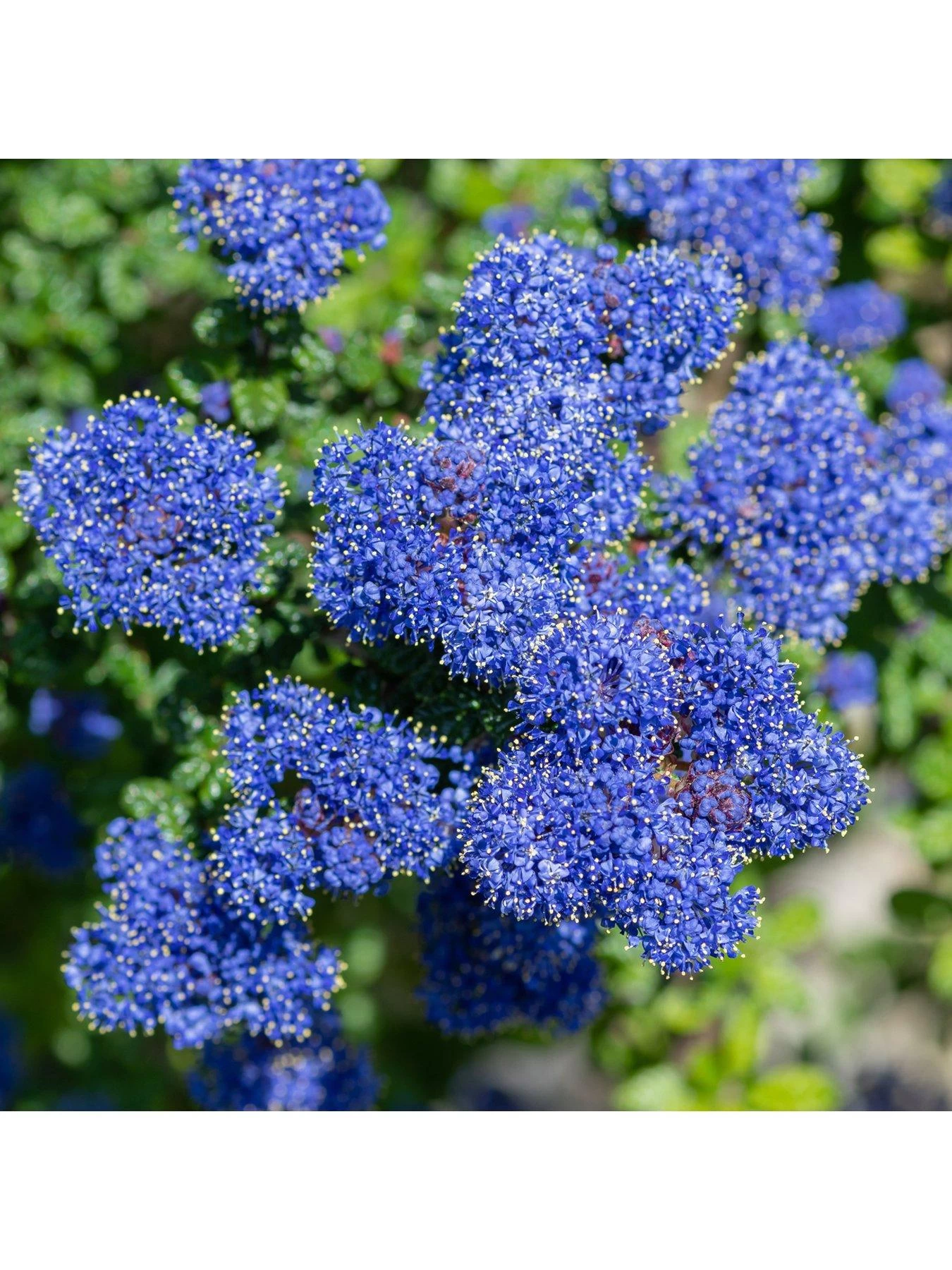 Ceanothus Thyrsiflorus Var Repens 3 X 9cm Pot 3 Ceanothus Thyrsiflorus Var Repens 3 X 9cm Pot - Image 2