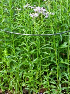 Ready To Rust Curved Steel Plant Supports 5 Pack