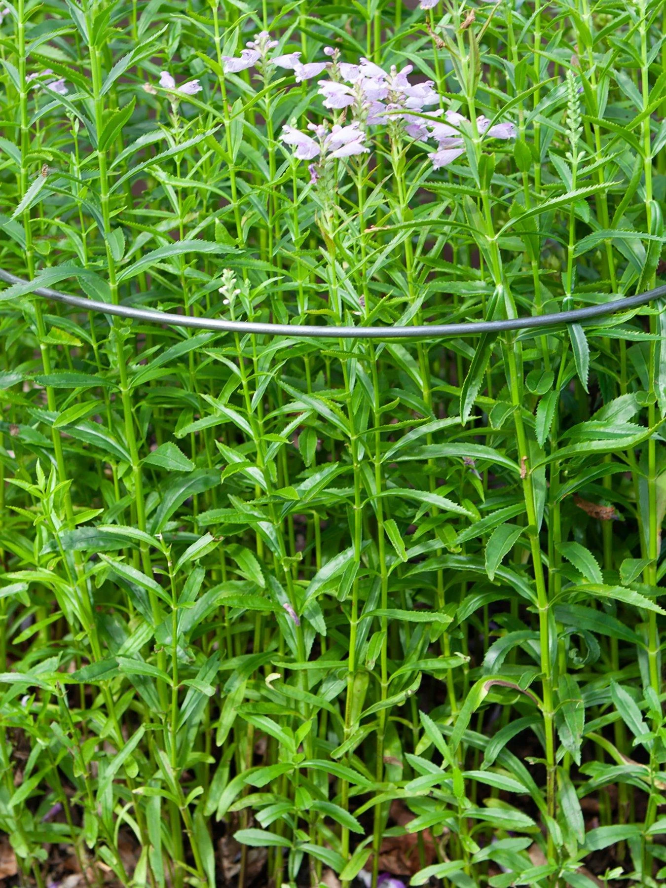 Ready To Rust Curved Steel Plant Supports 5 Pack 3 Ready To Rust Curved Steel Plant Supports 5 Pack