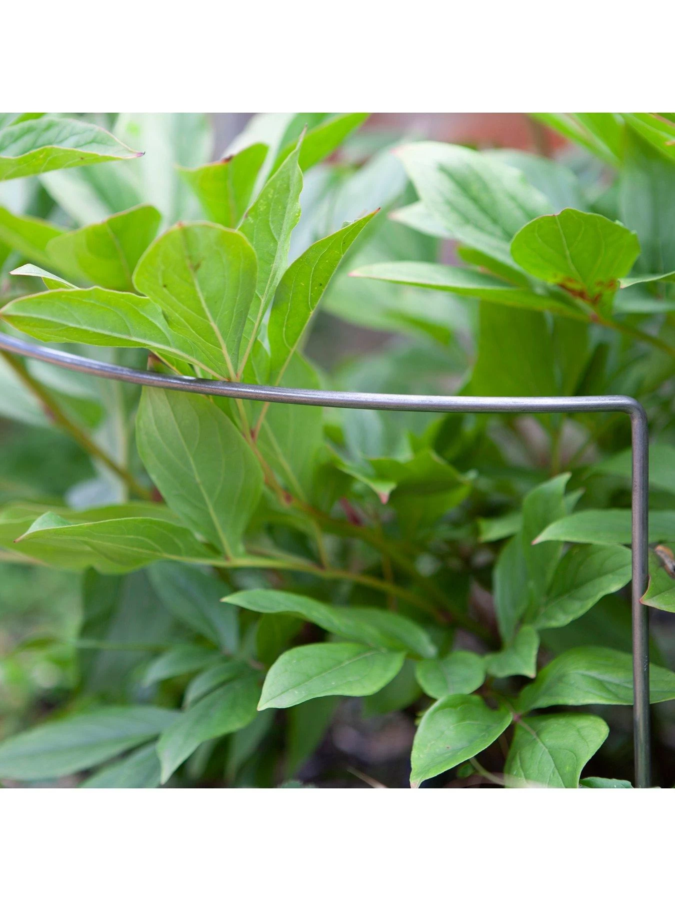 Ready To Rust Curved Steel Plant Supports 5 Pack 4 Ready To Rust Curved Steel Plant Supports 5 Pack - Image 2