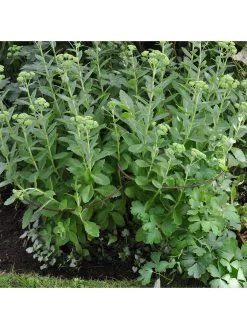 Ready To Rust Curved Steel Plant Supports 5 Pack 9 Ready To Rust Curved Steel Plant Supports 5 Pack -Home Comprehensive RF3G3 SQ3 0000000088 NO COLOR SLd1