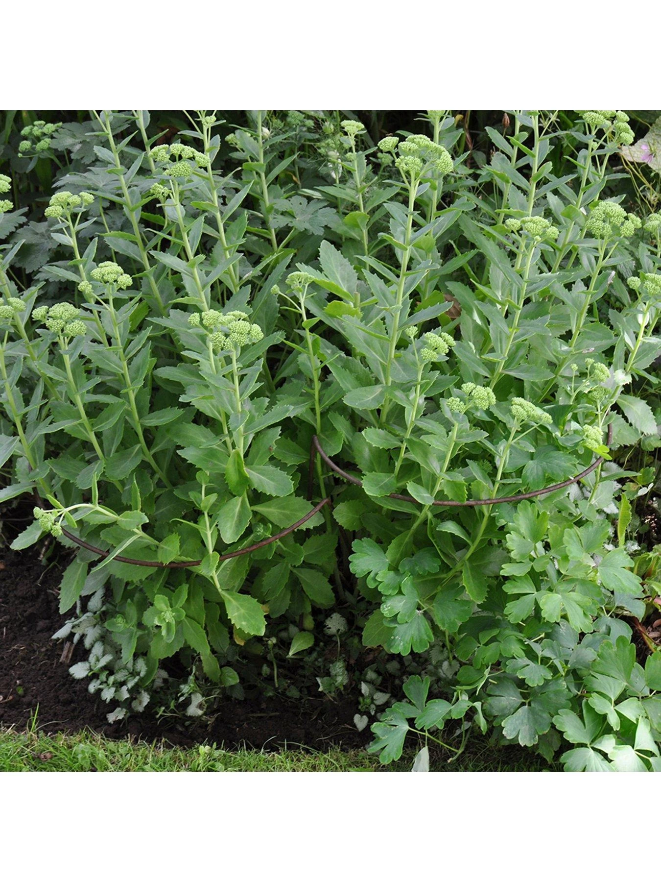 Ready To Rust Curved Steel Plant Supports 5 Pack 5 Ready To Rust Curved Steel Plant Supports 5 Pack - Image 3