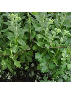 Ready To Rust Curved Steel Plant Supports 5 Pack 10 Ready To Rust Curved Steel Plant Supports 5 Pack -Home Comprehensive RF3G3 SQ4 0000000088 NO COLOR SLd2