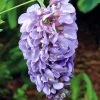 Wisteria Amethyst Falls 15cm Pot