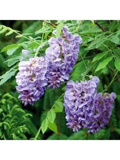 Wisteria Amethyst Falls 15cm Pot -Home Comprehensive T6JKM SQ3 0000000088 NO COLOR SLd1
