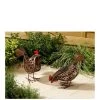 Smart Solar Solar Silhouette Hens Light Pair