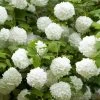 Viburnum 'Eskimo' 90cm Standard (in 3L Pot) 1 Viburnum 'Eskimo' 90cm Standard (in 3L Pot) -Home Comprehensive UKARU SQ1 0000000088 NO COLOR SLf