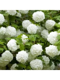 Viburnum 'Eskimo' 90cm Standard (in 3L Pot)