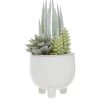 Premier Housewares Fiori Mixed Succulents In White Pot -Home Comprehensive UTHXY SQ1 0000000013 WHITE SLf