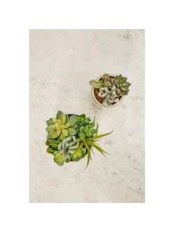 Premier Housewares Fiori Mixed Succulents In White Pot 10 Premier Housewares Fiori Mixed Succulents In White Pot -Home Comprehensive UTHXY SQ3 0000000013 WHITE SLd1