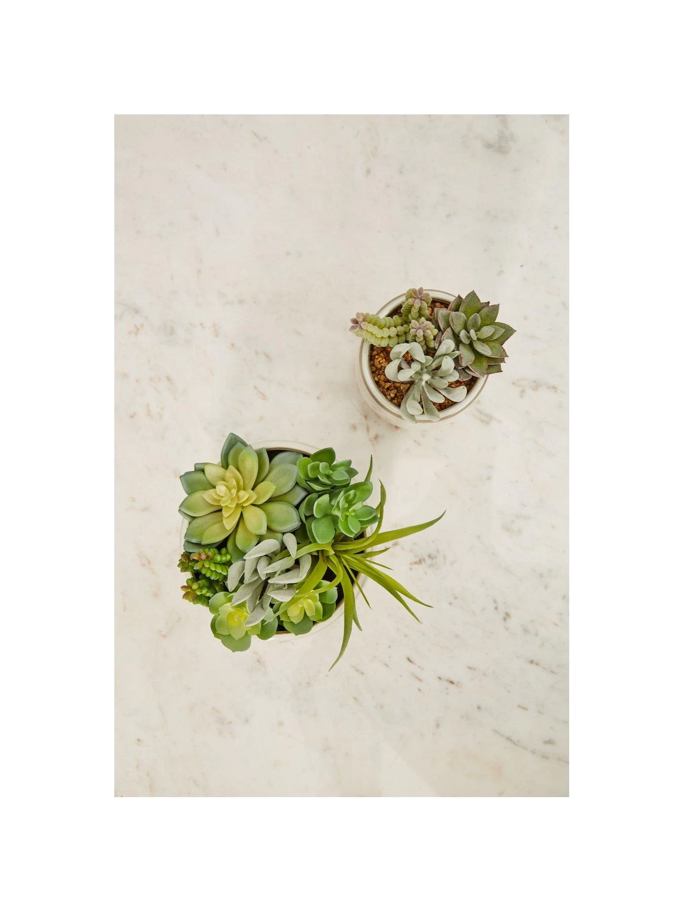 Premier Housewares Fiori Mixed Succulents In White Pot 5 Premier Housewares Fiori Mixed Succulents In White Pot - Image 3