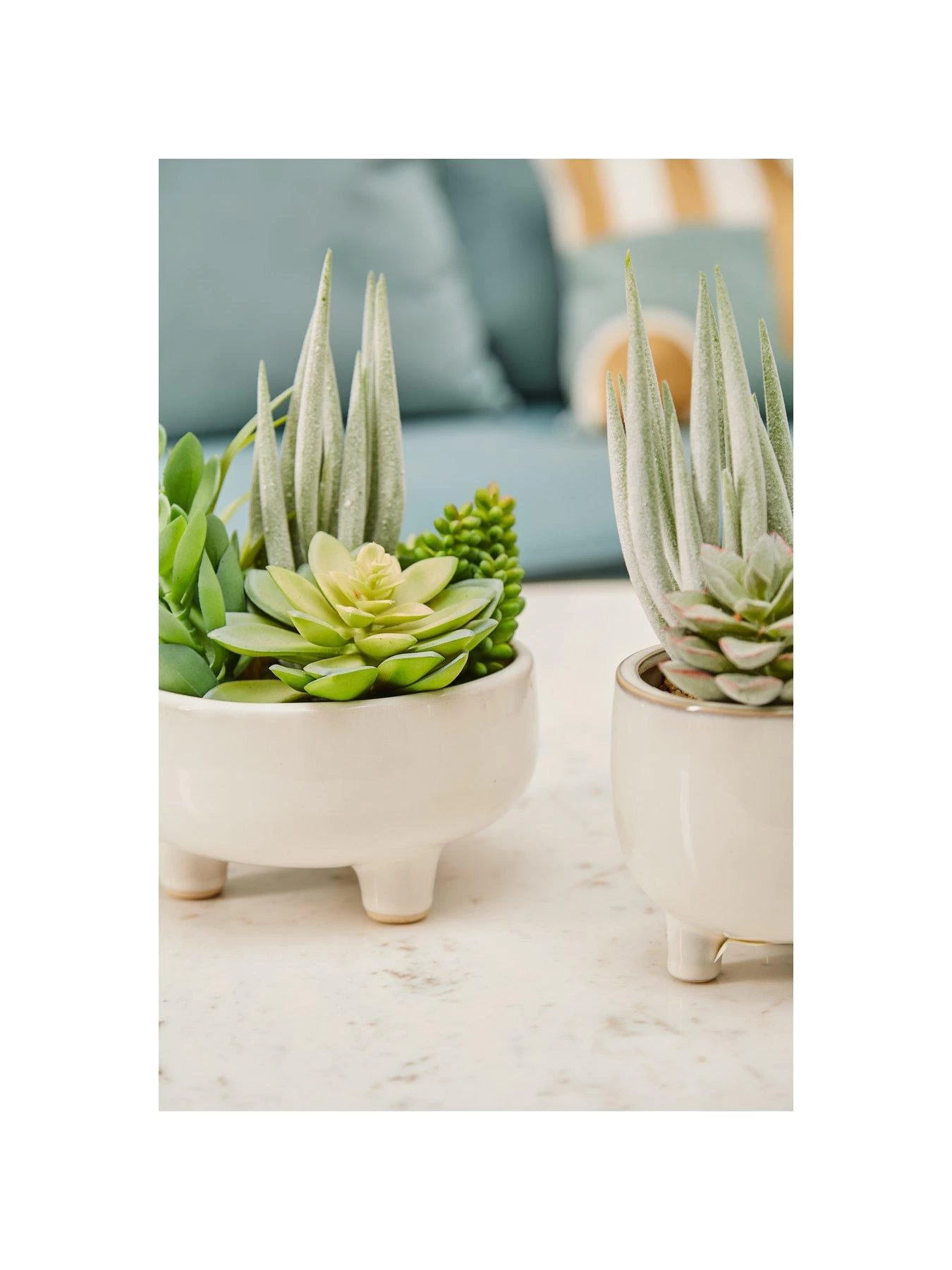 Premier Housewares Fiori Mixed Succulents In White Pot 6 Premier Housewares Fiori Mixed Succulents In White Pot - Image 4