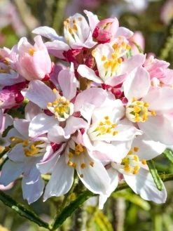 Choisya Ternata Apple Blossom