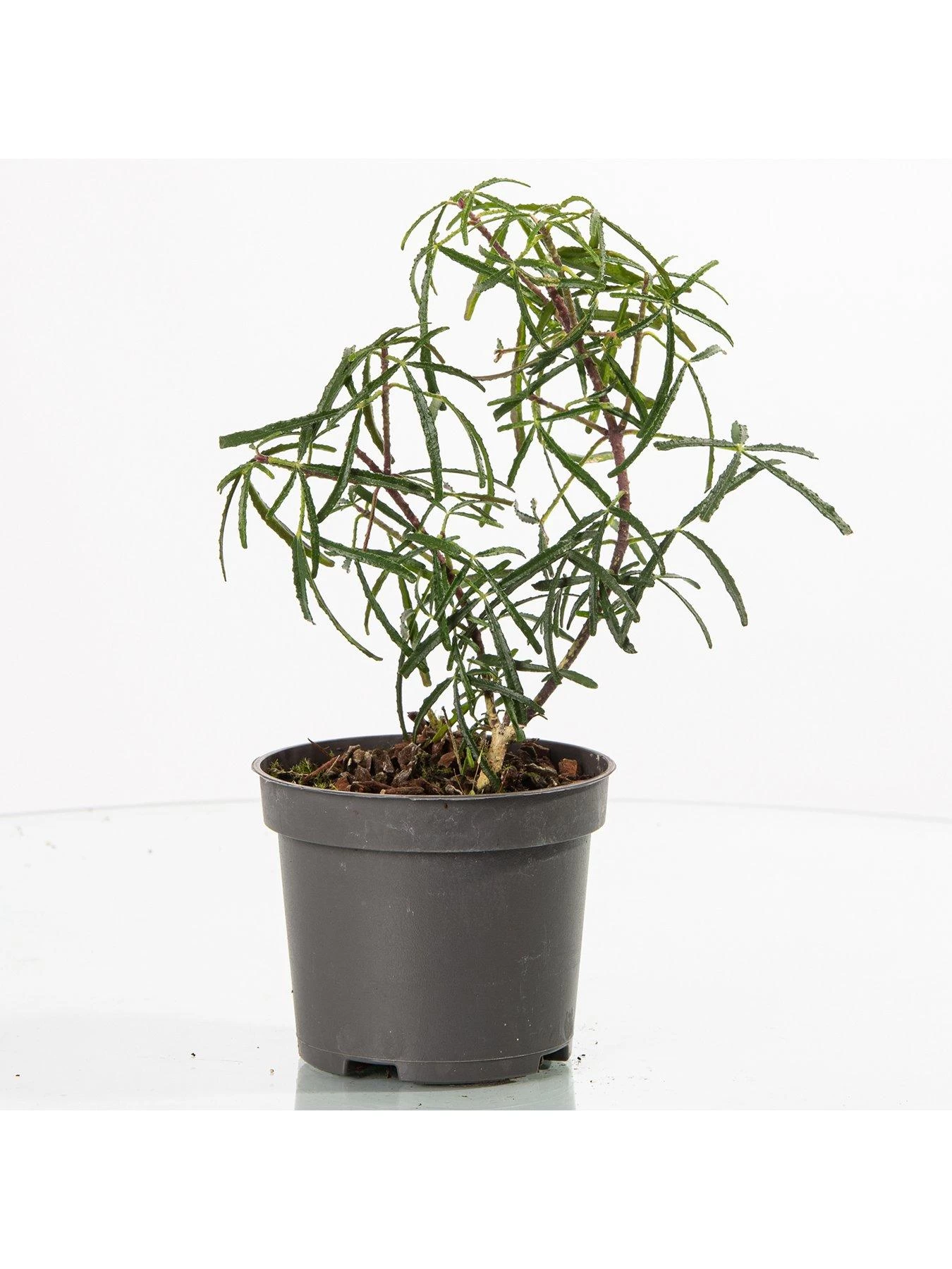 Choisya Ternata Apple Blossom 6 Choisya Ternata Apple Blossom - Image 4