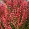 Berberis Thunbergii Orange Rocket -Home Comprehensive UTQ39 SQ1 0000000099 N A SLf