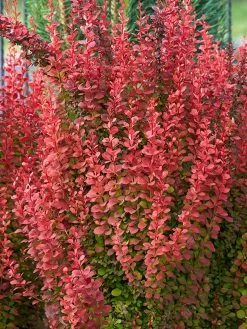 Berberis Thunbergii Orange Rocket
