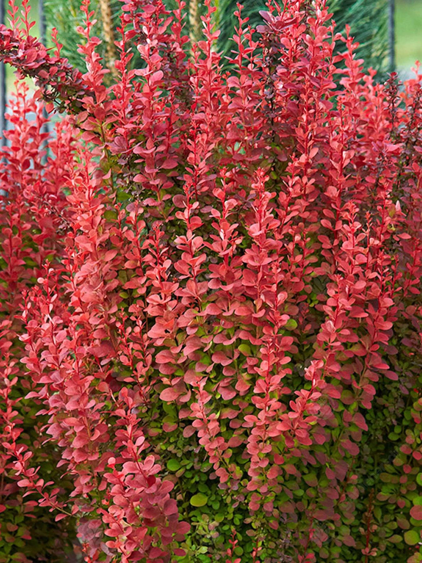Berberis Thunbergii Orange Rocket 3 Berberis Thunbergii Orange Rocket