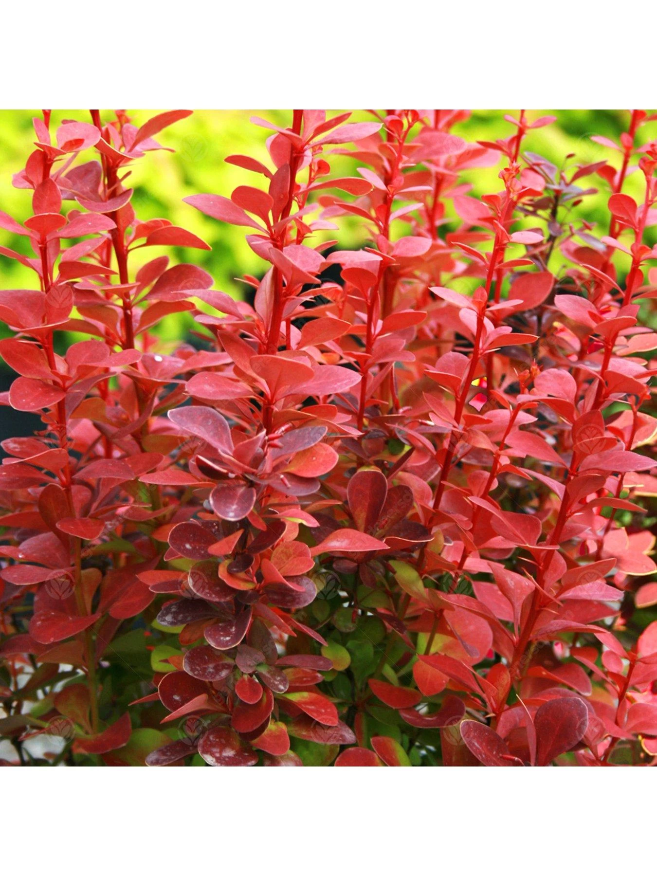 Berberis Thunbergii Orange Rocket 4 Berberis Thunbergii Orange Rocket - Image 2