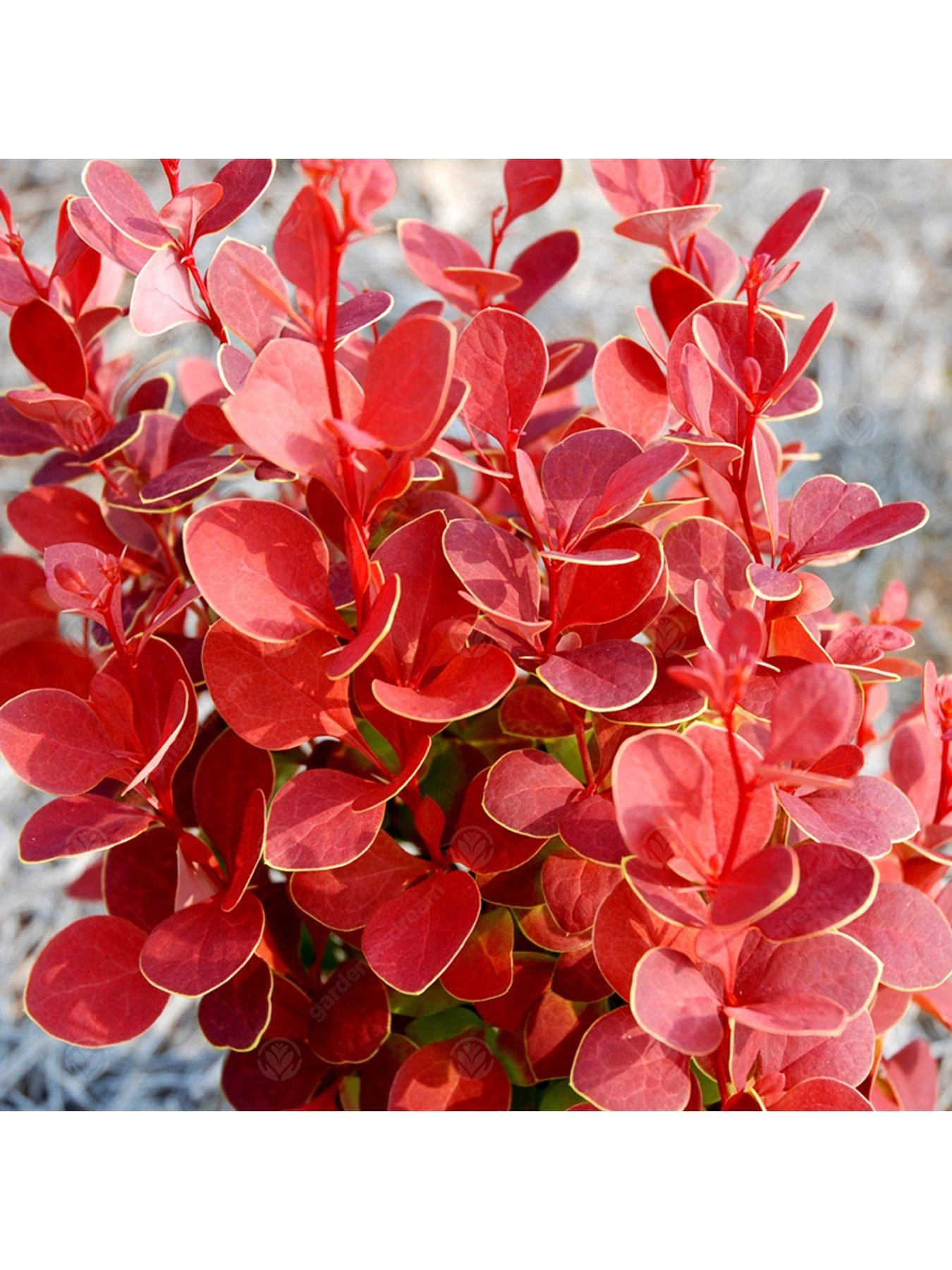 Berberis Thunbergii Orange Rocket 5 Berberis Thunbergii Orange Rocket - Image 3