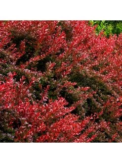 Berberis Thunbergii Orange Rocket 10 Berberis Thunbergii Orange Rocket -Home Comprehensive UTQ39 SQ4 0000000099 N A SLd2