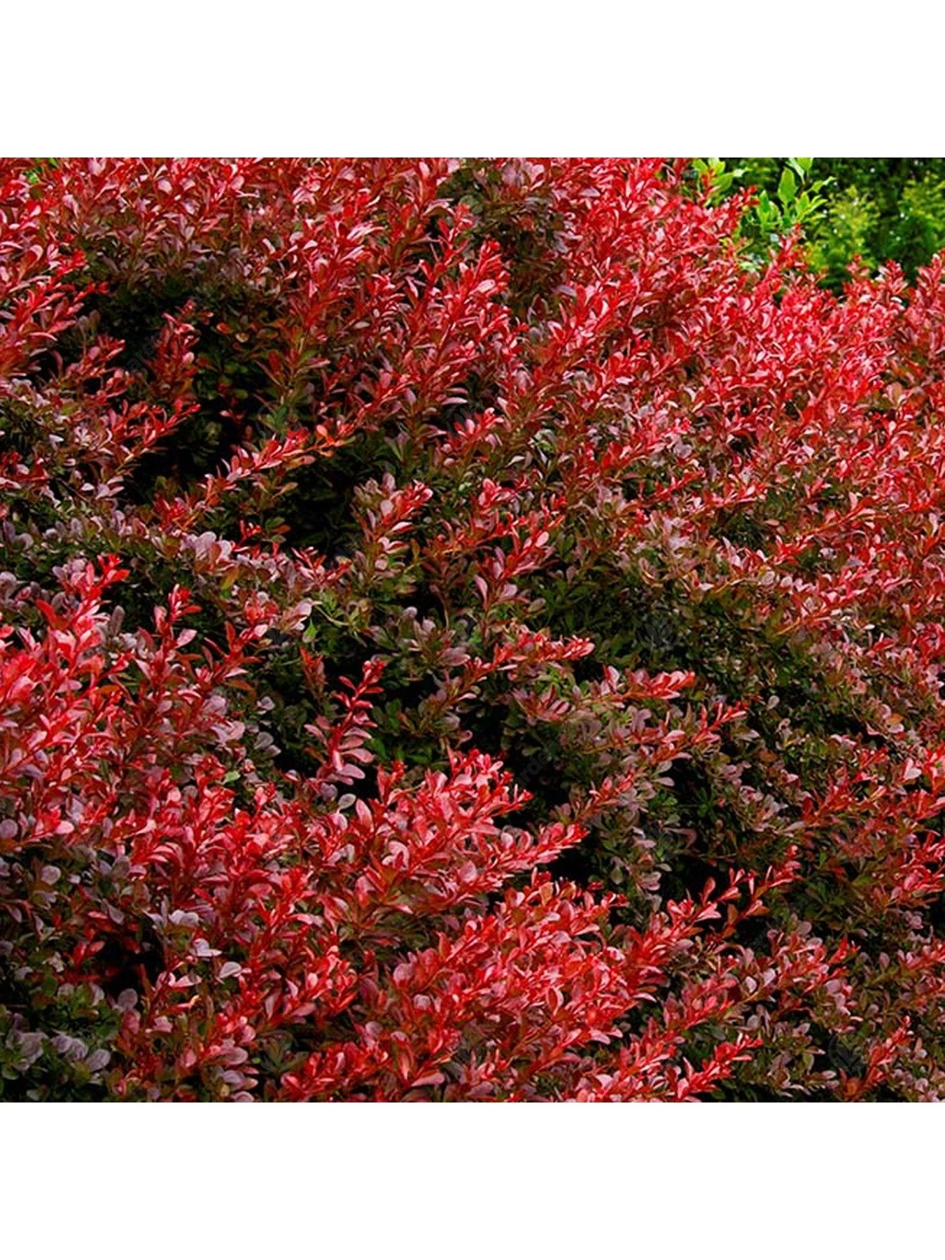 Berberis Thunbergii Orange Rocket 6 Berberis Thunbergii Orange Rocket - Image 4