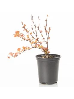 Berberis Thunbergii Orange Rocket 11 Berberis Thunbergii Orange Rocket -Home Comprehensive UTQ39 SQ5 0000000099 N A SLd3