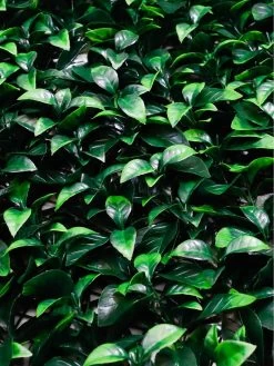 Streetwize Artificial Wall Panels (Pack Of 4) -Home Comprehensive VBTSG SQ4 0000000099 N A SLd2