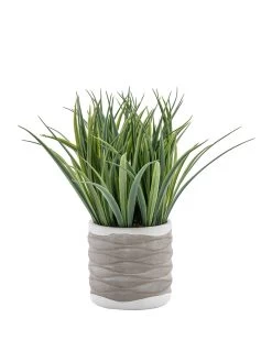 Gallery Grass In Wavy Pot - Medium