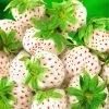 Strawberry Snow White (Bare Root, 10 Plants) 2 Strawberry Snow White (Bare Root, 10 Plants) -Home Comprehensive VM90K SQ1 0000000099 N A SLf