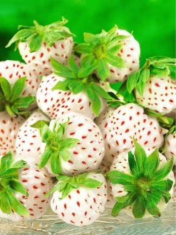 Strawberry Snow White (Bare Root, 10 Plants)