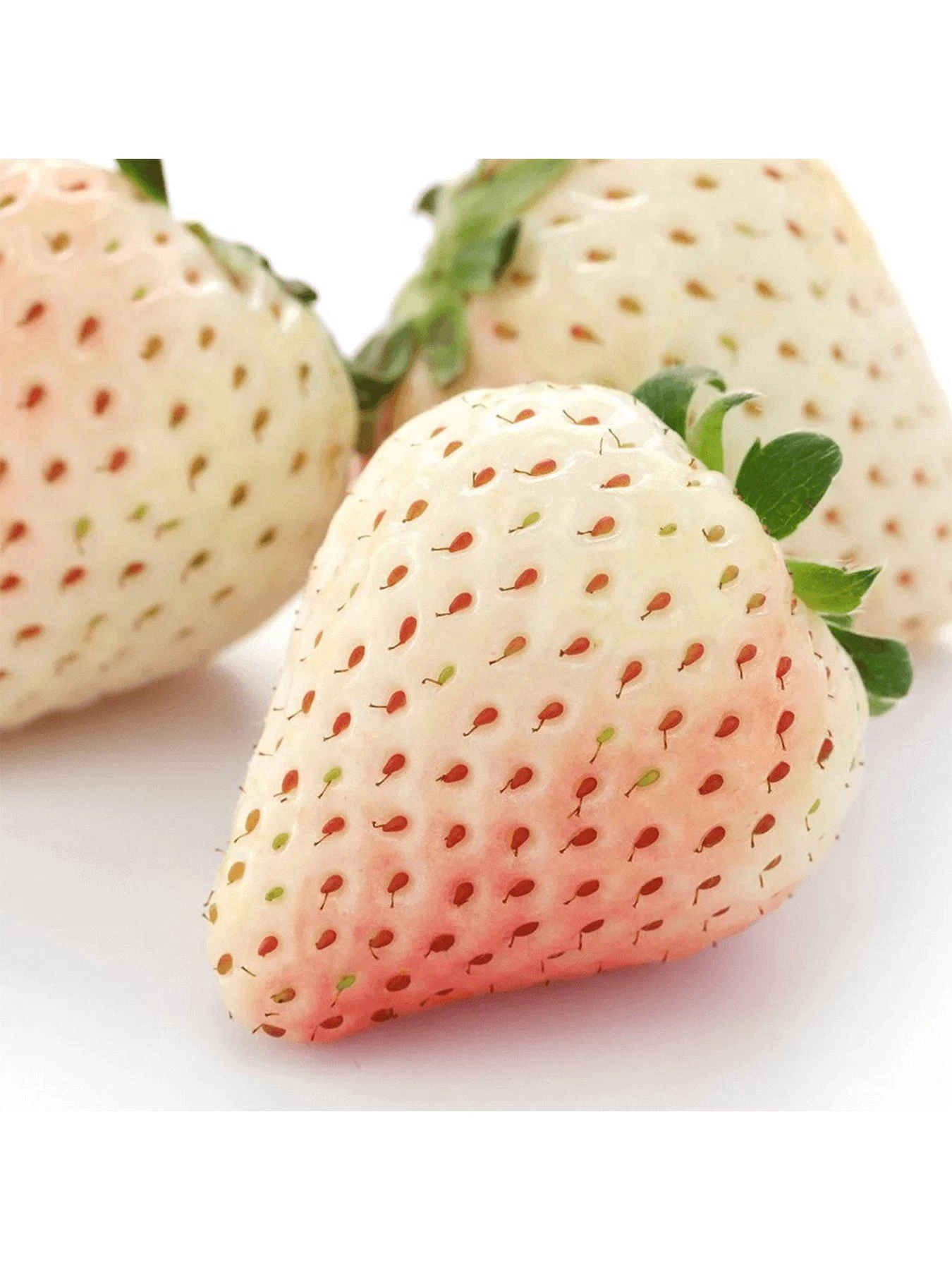 Strawberry Snow White (Bare Root, 10 Plants) 4 Strawberry Snow White (Bare Root, 10 Plants) - Image 2