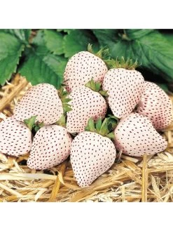 Strawberry Snow White (Bare Root, 10 Plants) 10 Strawberry Snow White (Bare Root, 10 Plants) -Home Comprehensive VM90K SQ3 0000000099 N A SLd1
