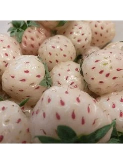 Strawberry Snow White (Bare Root, 10 Plants) 11 Strawberry Snow White (Bare Root, 10 Plants) -Home Comprehensive VM90K SQ4 0000000099 N A SLd2