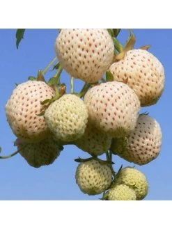 Strawberry Snow White (Bare Root, 10 Plants) 12 Strawberry Snow White (Bare Root, 10 Plants) -Home Comprehensive VM90K SQ5 0000000099 N A SLd3