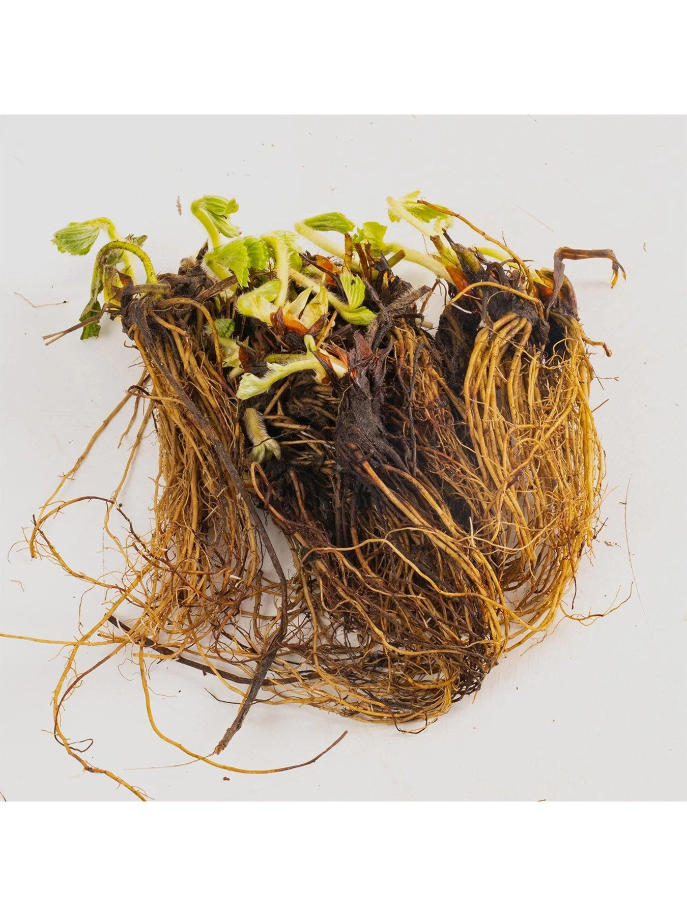 Strawberry Snow White (Bare Root, 10 Plants) 8 Strawberry Snow White (Bare Root, 10 Plants) - Image 6