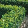 Buxus Sempervirens (9cm) 10 Plants