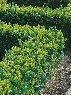 Buxus Sempervirens (9cm) 10 Plants