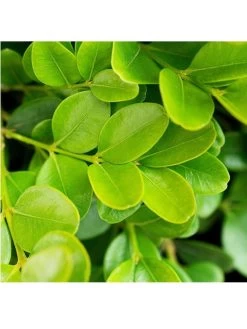 Buxus Sempervirens (9cm) 10 Plants -Home Comprehensive VM90Y SQ3 0000000099 N A SLd1