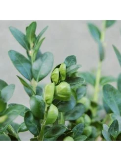 Buxus Sempervirens (9cm) 10 Plants -Home Comprehensive VM90Y SQ4 0000000099 N A SLd2