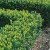 Buxus Sempervirens (9cm) 25 Plants -Home Comprehensive VM90Z SQ1 0000000099 N A SLf