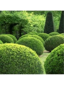 Buxus Sempervirens (9cm) 25 Plants -Home Comprehensive VM90Z SQ2 0000000099 N A SLd