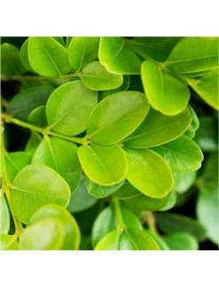 Buxus Sempervirens (9cm) 25 Plants -Home Comprehensive VM90Z SQ3 0000000099 N A SLd1