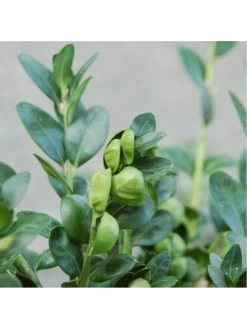 Buxus Sempervirens (9cm) 25 Plants -Home Comprehensive VM90Z SQ4 0000000099 N A SLd2