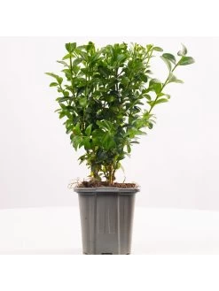 Buxus Sempervirens (9cm) 25 Plants -Home Comprehensive VM90Z SQ5 0000000099 N A SLd3