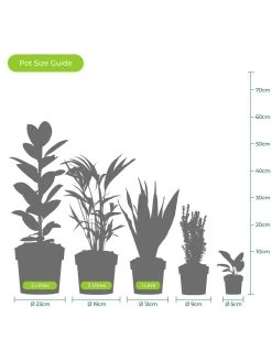 Buxus Sempervirens (9cm) 25 Plants -Home Comprehensive VM90Z SQ6 0000000099 N A SLd4