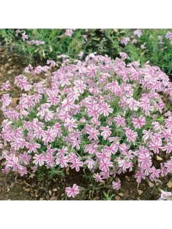 Phlox Collection - 3 X 9cm Pots -Home Comprehensive VNT56 SQ3 0000000099 N A SLd1