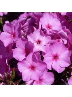 Phlox Collection - 3 X 9cm Pots -Home Comprehensive VNT56 SQ6 0000000099 N A SLd4
