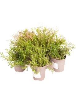 Phlox Collection - 3 X 9cm Pots -Home Comprehensive VNT56 SQ7 0000000099 N A SLd5