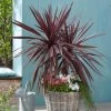 Cordyline Australis 'Red Star' - 2L Pot