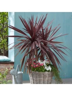 Cordyline Australis 'Red Star' - 2L Pot